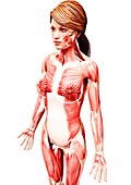 Female musculature,artwork