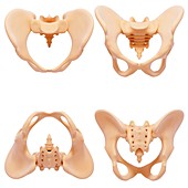 Human pelvic bones,artwork