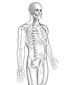 Male skeleton,artwork