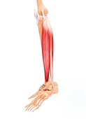 Human leg musculature,artwork