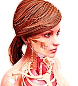 Female anatomy,artwork