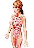 Female anatomy,artwork