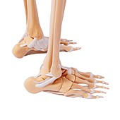 Human foot bones,artwork