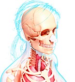 Female anatomy,artwork