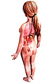 Female anatomy,artwork