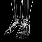 Human foot bones,artwork