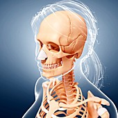 Female skeleton,artwork