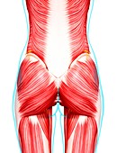 Female musculature,artwork