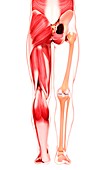 Human leg musculature,artwork