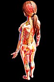 Female anatomy,artwork