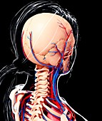 Female cardiovascular system,artwork