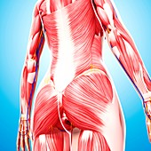 Female musculature,artwork