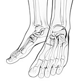 Human foot bones,artwork