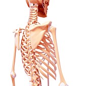 Human skeleton,artwork