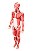 Human musculature,artwork