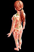 Female lymphatic system,artwork