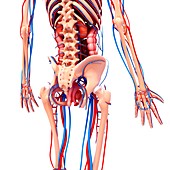 Human cardiovascular system,artwork