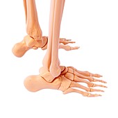 Human foot bones,artwork