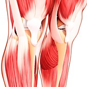 Human leg musculature,artwork