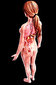 Female anatomy,artwork