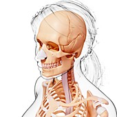 Female skeleton,artwork