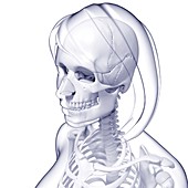 Female skeleton,artwork