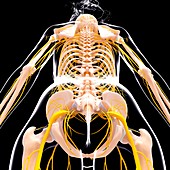 Female nervous system,artwork