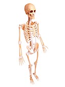 Human skeleton,artwork