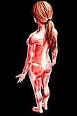 Female musculature,artwork