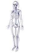 Female skeleton,artwork