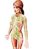 Female lymphatic system,artwork