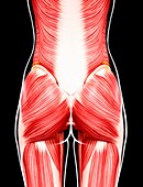 Female musculature,artwork