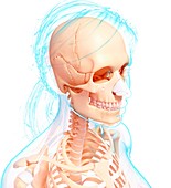 Female skeleton,artwork