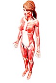 Female musculature,artwork