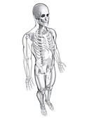 Male skeleton,artwork