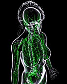 Female lymphatic system,artwork