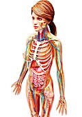 Female anatomy,artwork