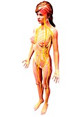 Female nervous system,artwork