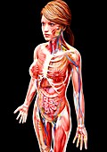 Female anatomy,artwork