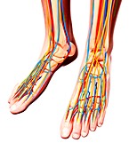 Human foot anatomy,artwork