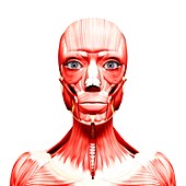 Human head musculature,artwork