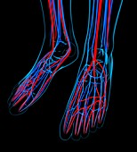 Human foot cardiovascular system,artwork