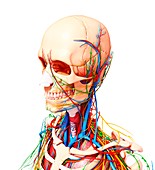 Human anatomy,artwork