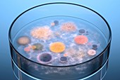 Microbes growing in Petri dish,artwork