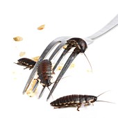 Madagascar hissing cockroaches
