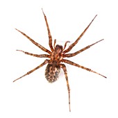 House spider