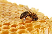 Honey bee on honeycomb