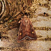 Beautiful golden Y moth