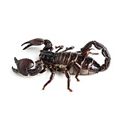 Emperor scorpion