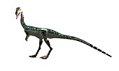 Coelophysis dinosaur,artwork